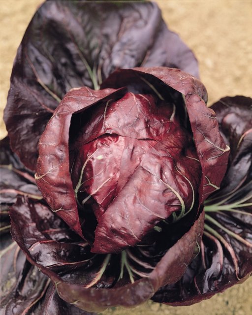 Cicoria palla rossa di Chioggia - 942 ESAURIM.