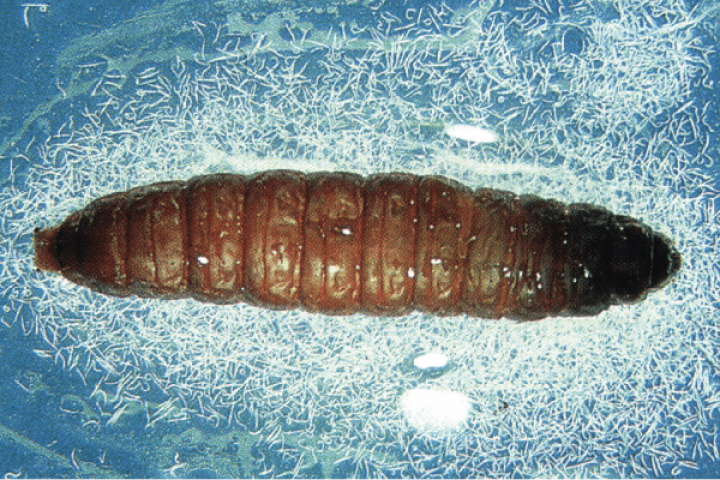 Nemastar Palm (nematodes) - formerly NemopakSCP